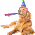 puppy-dog-birthday-golden-retriever-in